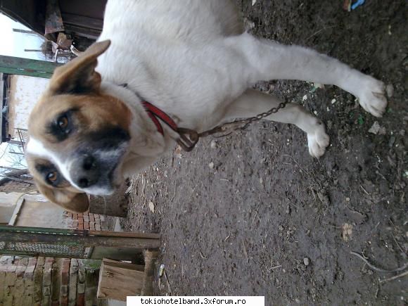 animale? - shi...nou meu caine...Gipsy - About us...